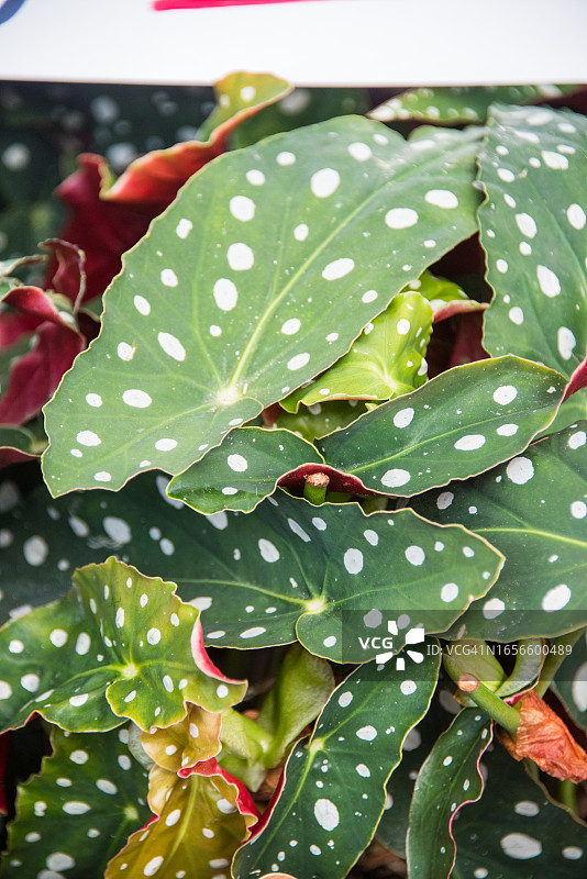 花卉市场上出售的波点植物图片素材
