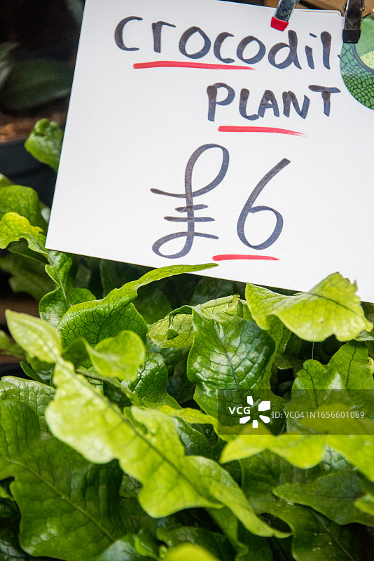 花卉市场出售的鳄鱼蕨图片素材