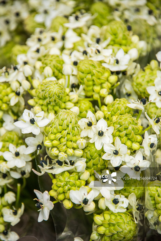 花卉市场上出售的金盏花图片素材