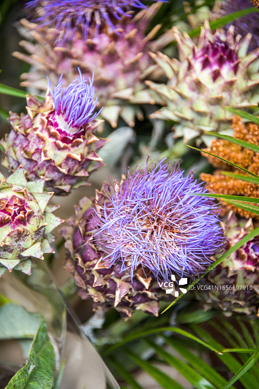花卉市场上出售的巨型蓟花植物图片素材