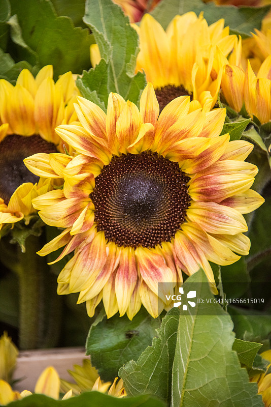 花卉市场上出售的火焰向日葵图片素材