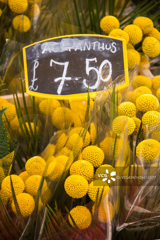 花卉市场上出售的金槌花图片素材