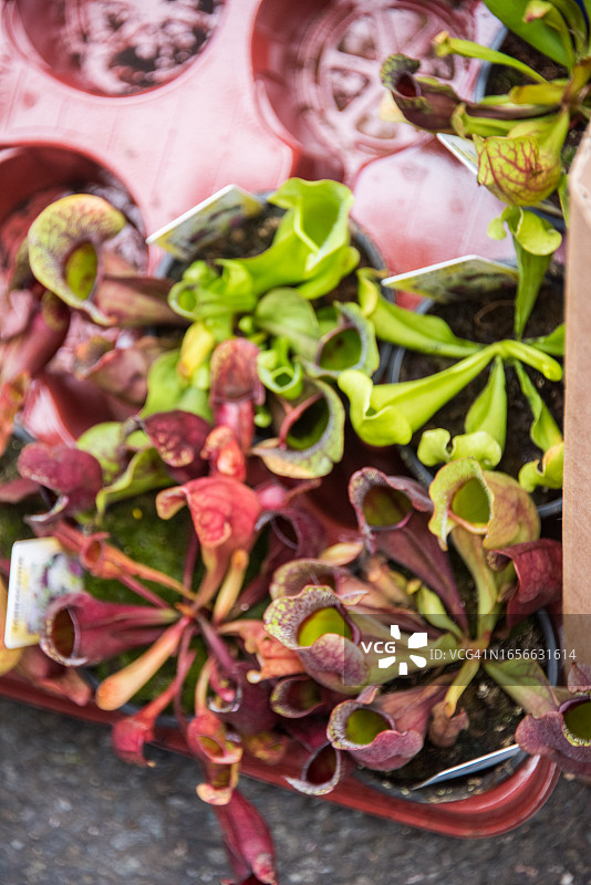 花卉市场在售的捕蝇草图片素材