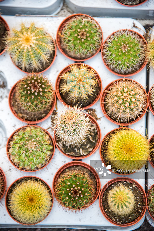 花卉市场在售多肉植物图片素材