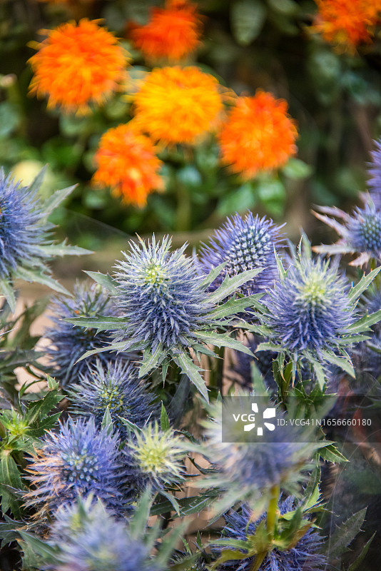 花卉市场出售的红花和高山蓟图片素材
