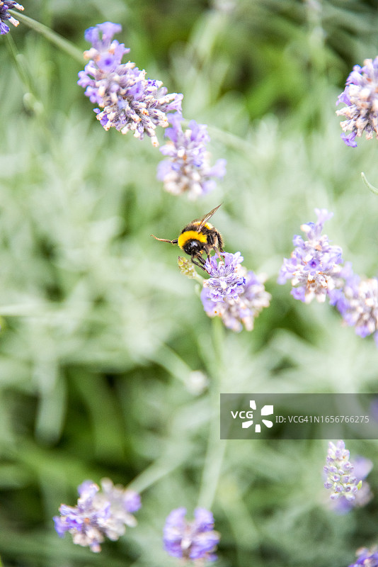 英国薰衣草与大黄蜂图片素材
