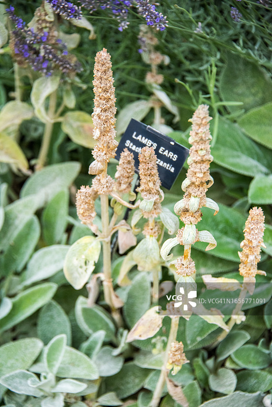 羊耳朵图片素材