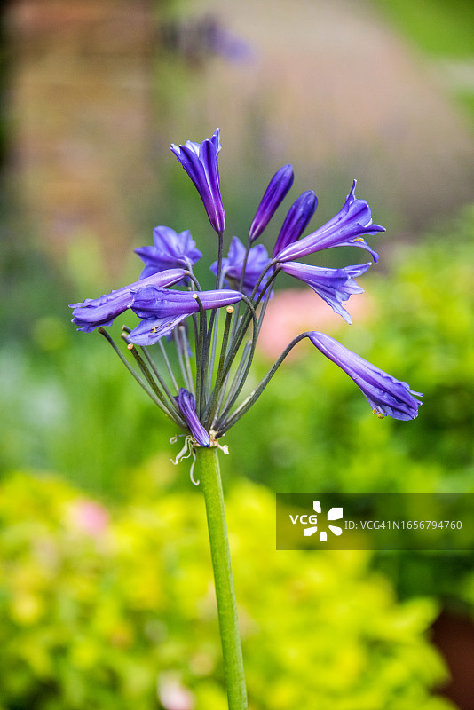 三叶百合图片素材