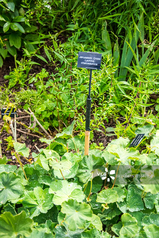 小种石竹图片素材