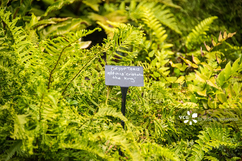 复叶耳蕨图片素材