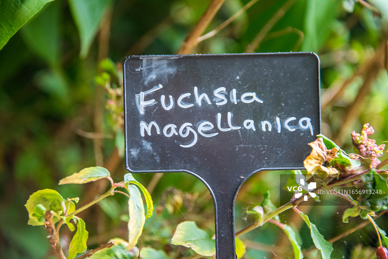 倒挂金钟图片素材