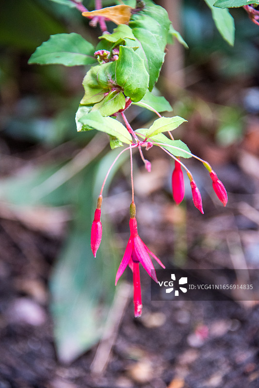 倒挂金钟图片素材