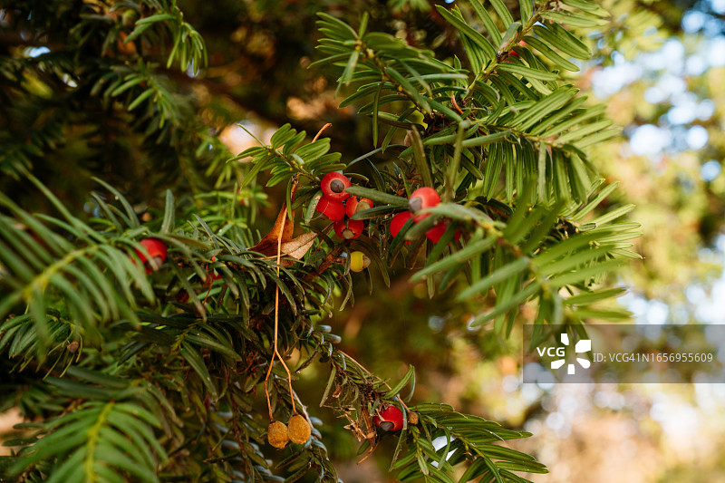 红豆杉树枝与红黄色浆果图片素材