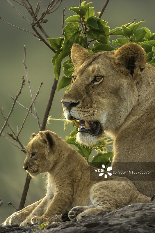 母狮和幼崽在马赛马拉观察周围环境图片素材