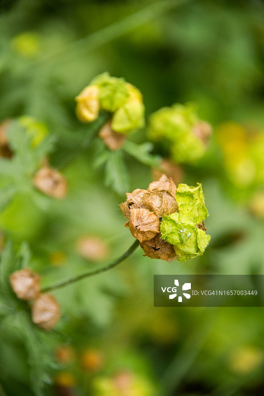麝香鳕鱼图片素材
