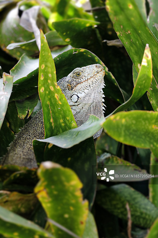 瓜德罗普岛海滩上的鬣蜥图片素材