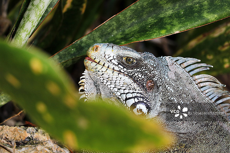 瓜德罗普岛海滩上的鬣蜥图片素材