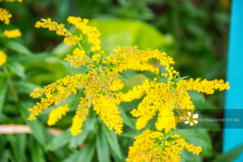 龙牙草图片素材
