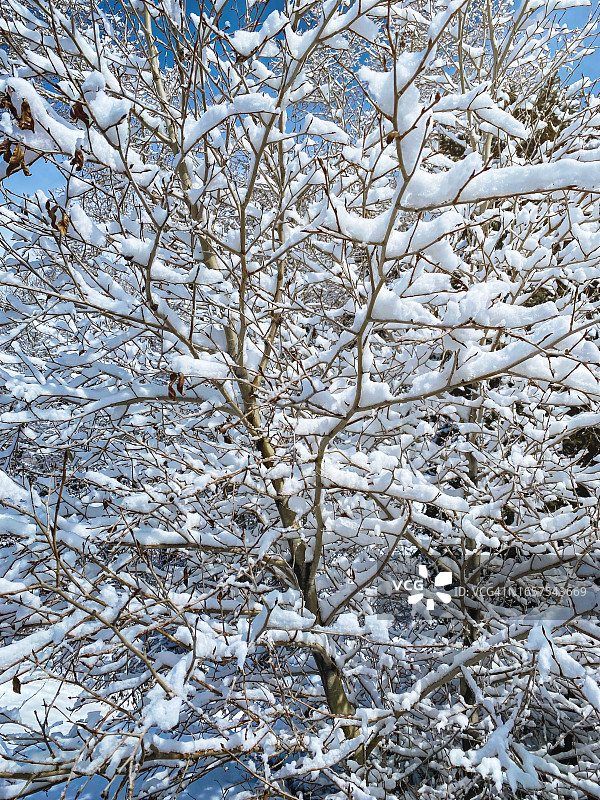雪景树木纹理图片素材