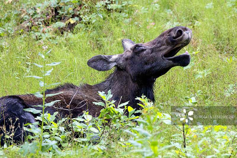 打哈欠的驼鹿图片素材