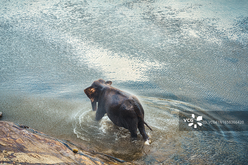 斯里兰卡品纳瓦拉大象孤儿院的大象图片素材