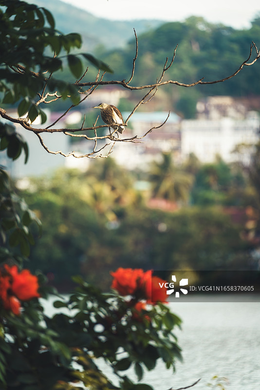 鸟儿站在斯里兰卡康提湖边的树上图片素材