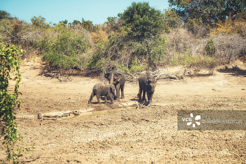 斯里兰卡亚拉国家公园的野象图片素材