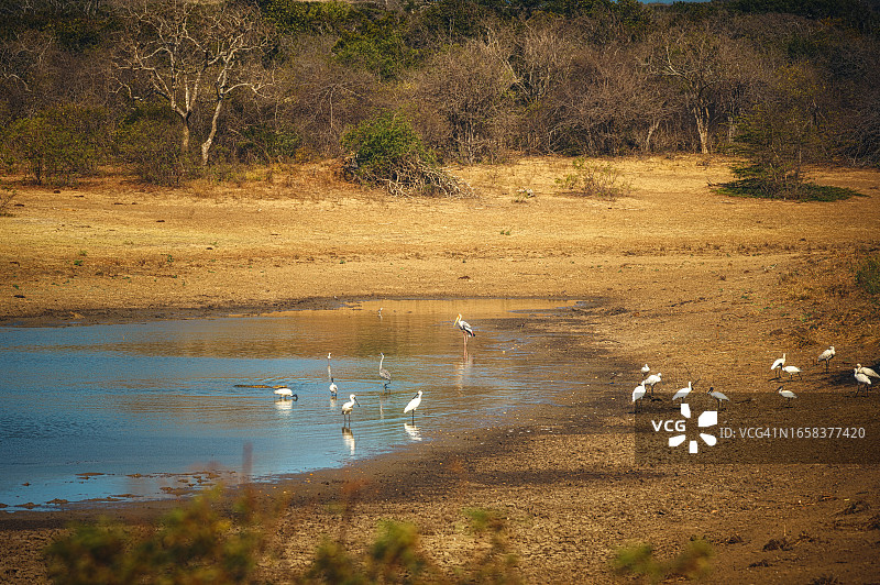 斯里兰卡亚拉国家公园的野鸟和鳄鱼图片素材