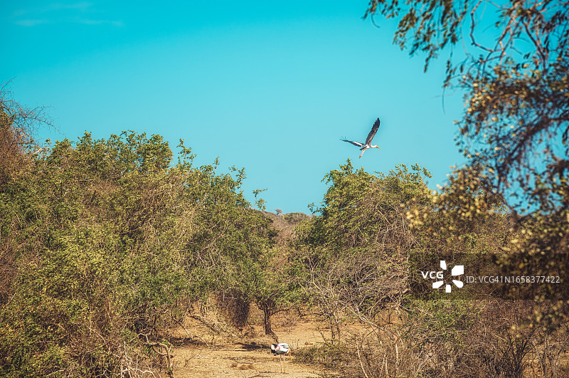 斯里兰卡亚拉国家公园的野生鸟类图片素材