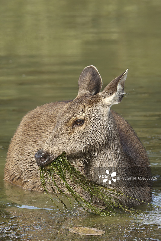 雌性水鹿在湖中觅食，该物种易受威胁，濒临灭绝图片素材