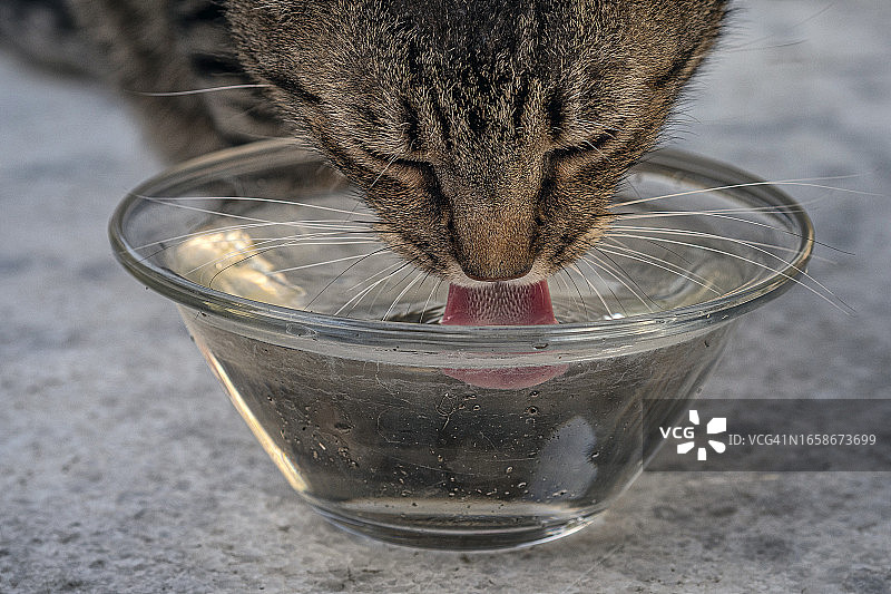 漂亮的虎斑猫伸出舌头喝水图片素材