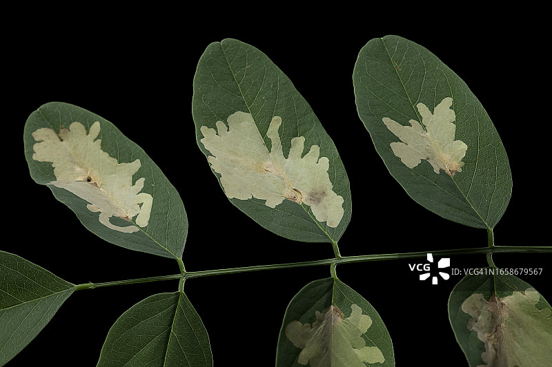 罗比尼叶帕雷克托帕（刺槐指状潜叶蛾）- 矿图片素材