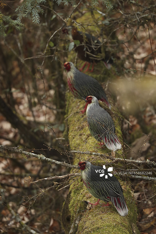 血雉栖息在枯树上图片素材