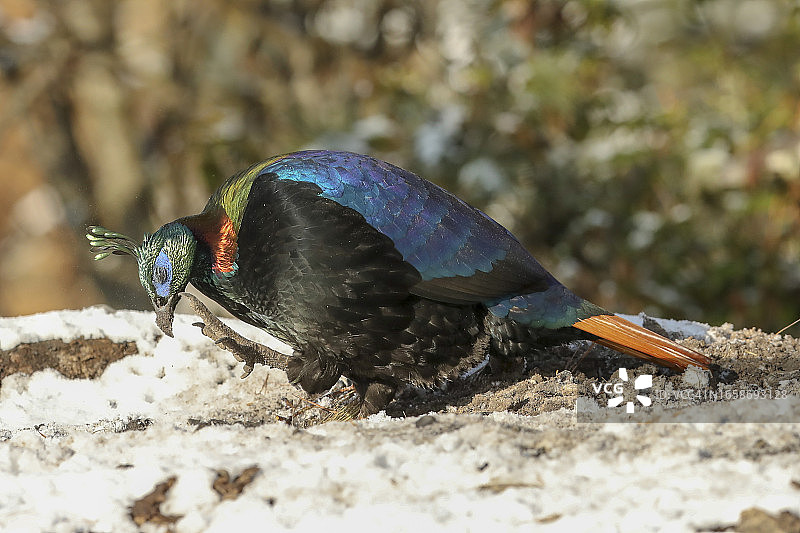 正在刨土的雄性棕尾虹雉图片素材