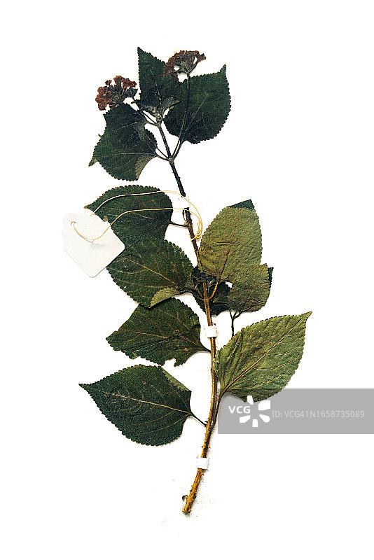 植物标本图片素材