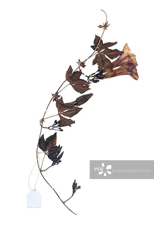 植物标本图片素材