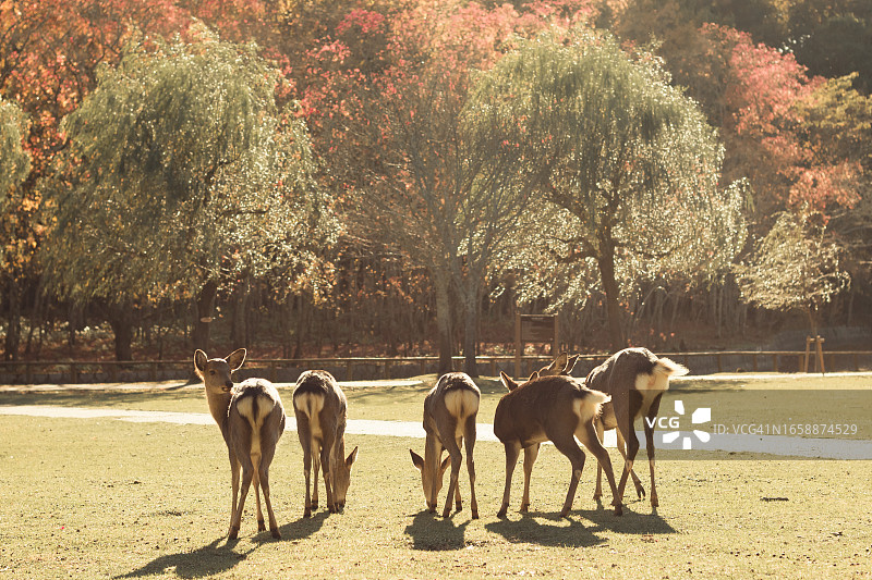 野生鹿图片素材