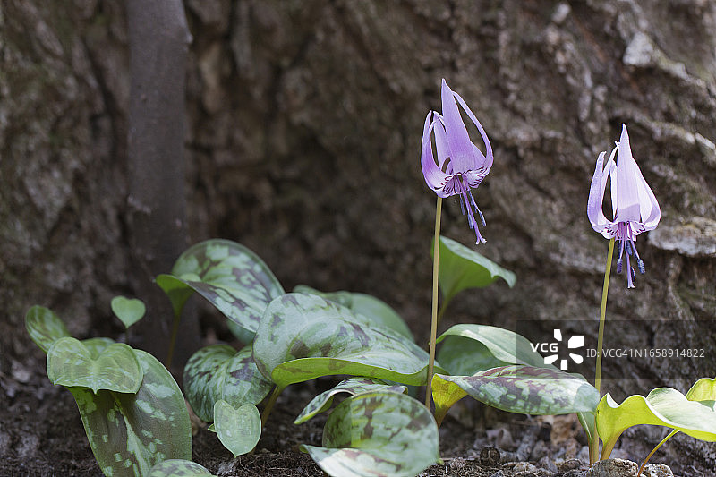 齿瓣延龄草图片素材