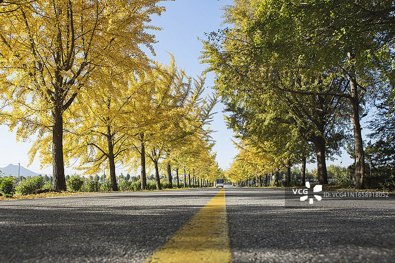 道路与银杏树图片素材
