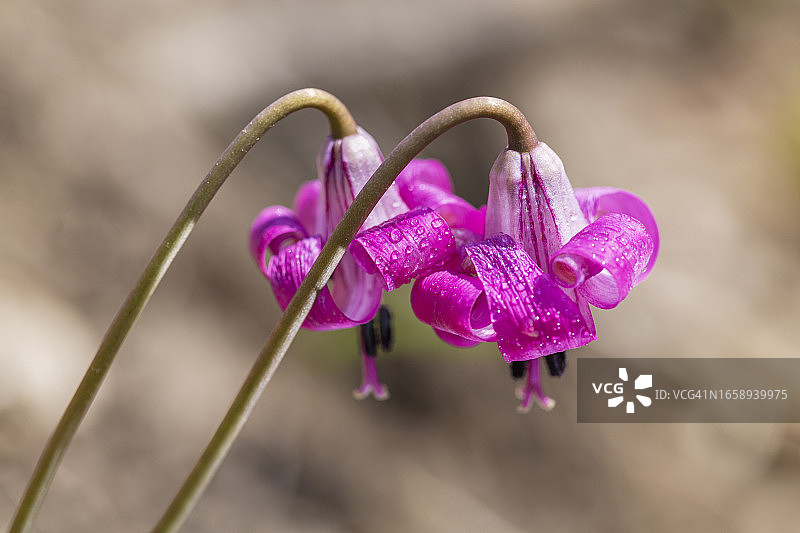 齿瓣延龄草图片素材