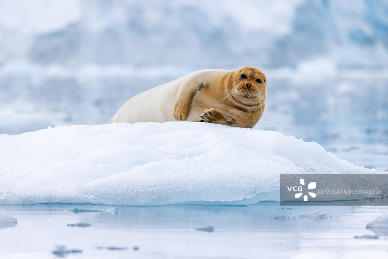冰山上的髯海豹图片素材
