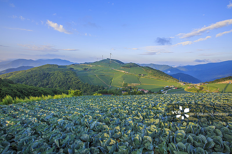 安班德基的白菜地图片素材