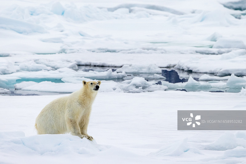 北极熊在冰上行走图片素材