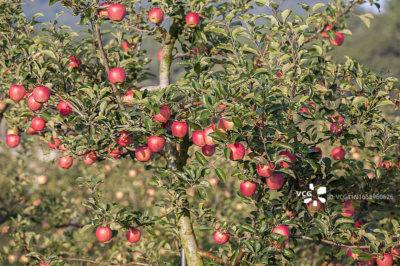 首艘轮船图片素材