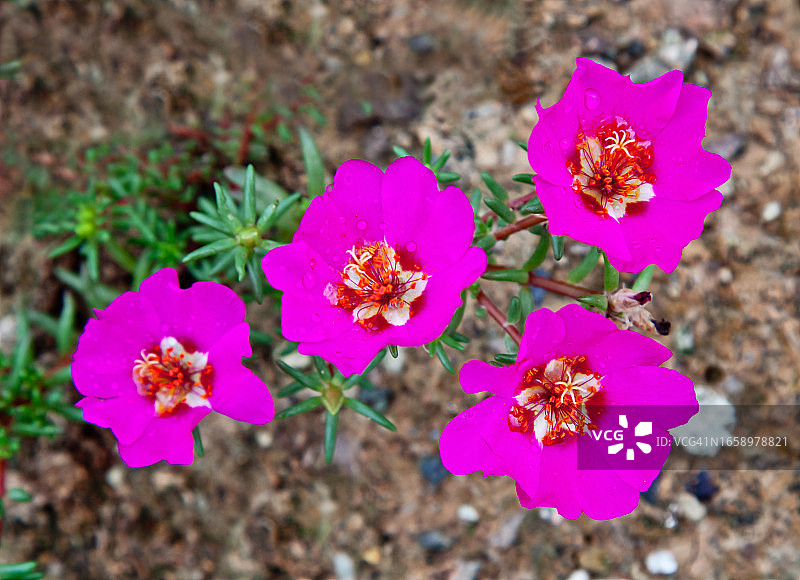 蔡松华图片素材