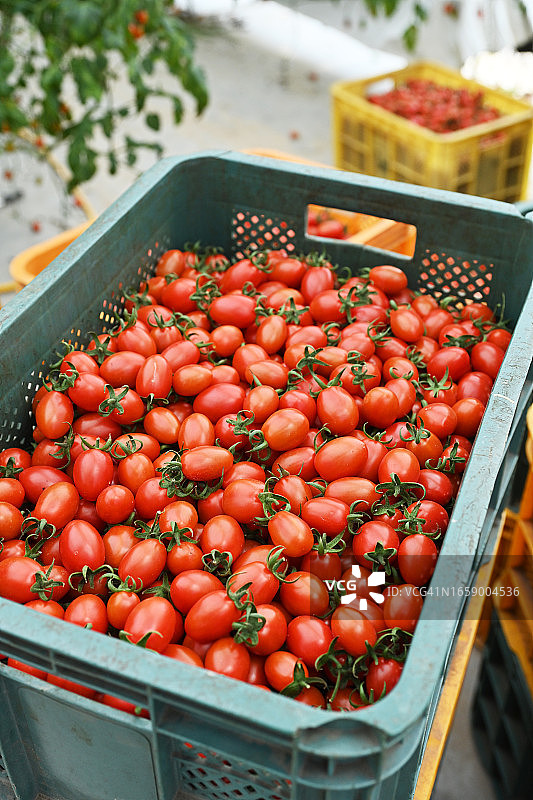 全罗南道和顺郡番茄图片素材
