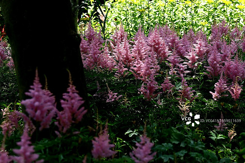 狍子尿液图片素材