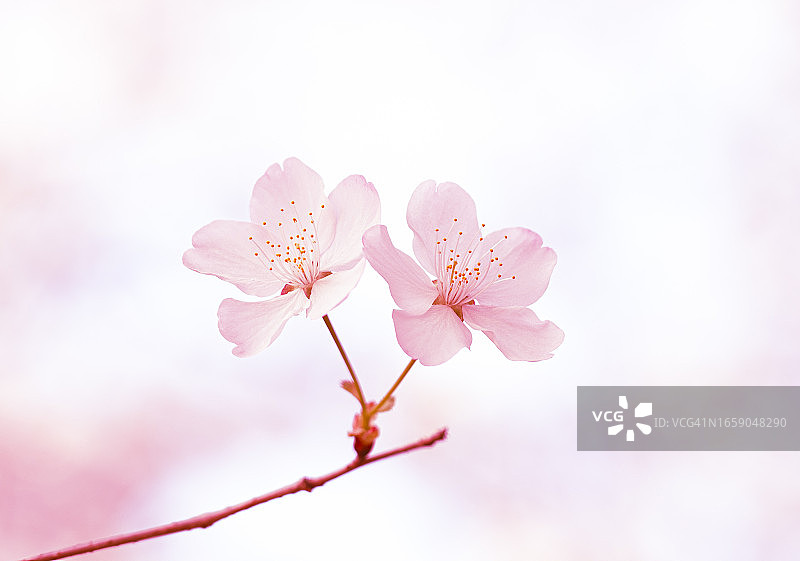 花，花瓣，白天图片素材