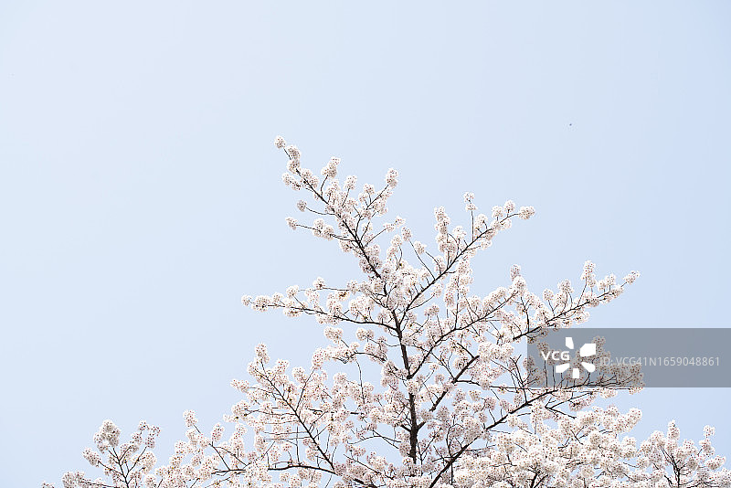 鲜花，白天，韩国图片素材