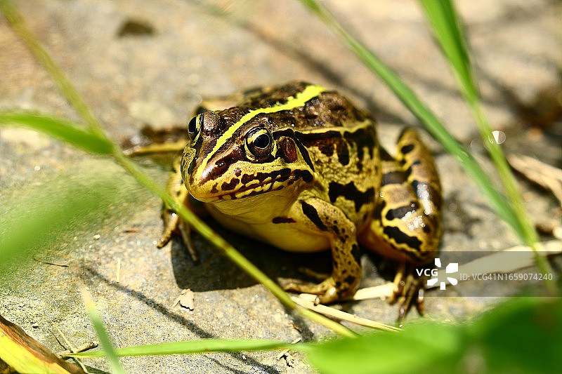 青蛙图片素材